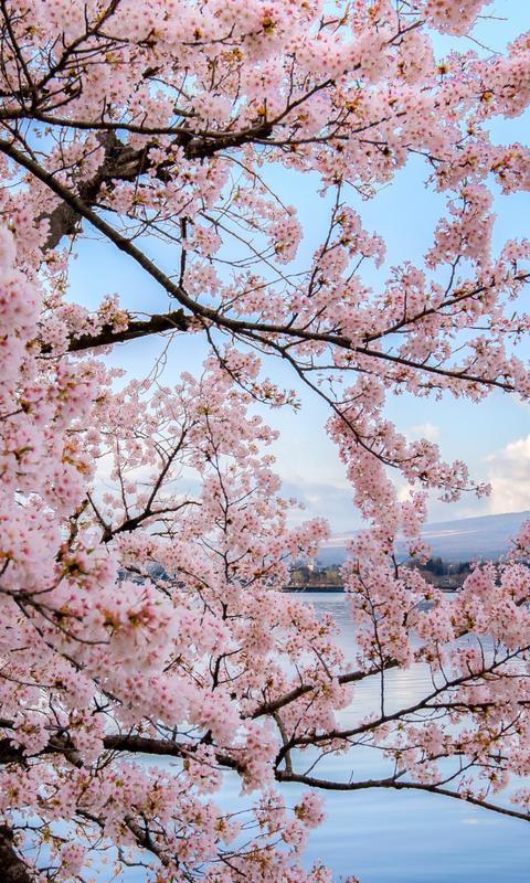 Fuji zur Kirschblüte