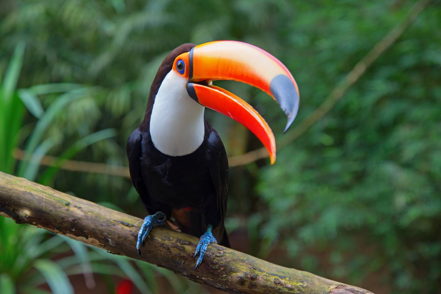 Reiseziel Amerika, Costa Rica, Tucan Reiseziel Amerika, Costa Rica, Tucan