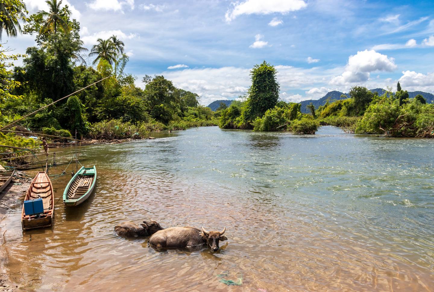 Reiseziel Asien Laos, Büffel am Mekong Reiseziel Asien Laos, Büffel am Mekong