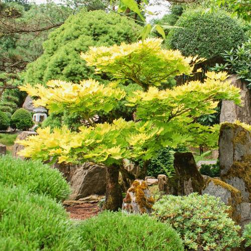 Japanischer Buddha im Herbst