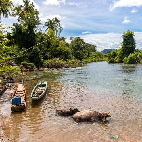 Laos, Büffel am Mekong