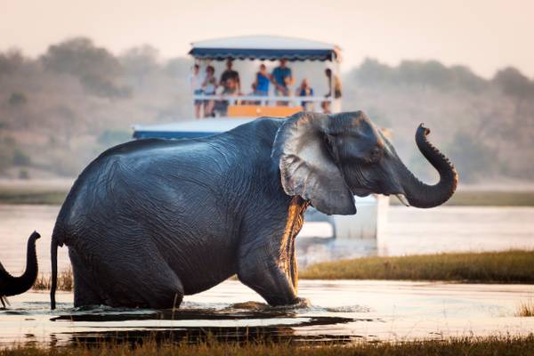 Reiseziel Afrika, Botswana, Elefanten im Chobe Nationalpark Reiseziel Afrika, Botswana, Elefanten im Chobe Nationalpark