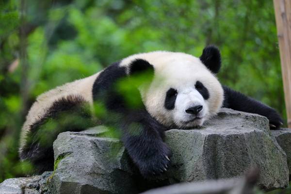 Reiseziel Asien, China, Pandas in Chengdu Reiseziel Asien, China, Pandas in Chengdu