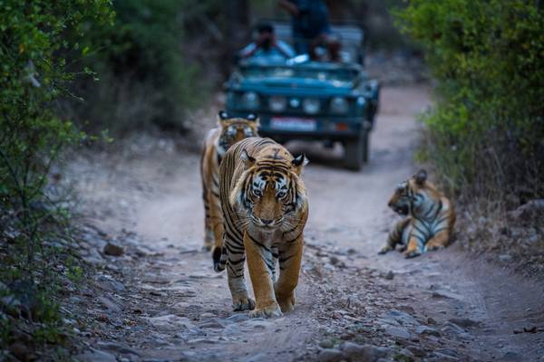 Reiseziel Asien Indien, Ranthambhore Nationalpark Reiseziel Asien Indien, Ranthambhore Nationalpark