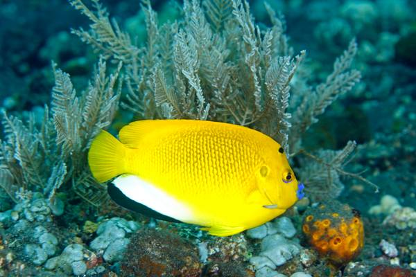 Reiseziel Asien Indonesien, Bali Unterwasserwelt Reiseziel Asien Indonesien, Bali Unterwasserwelt