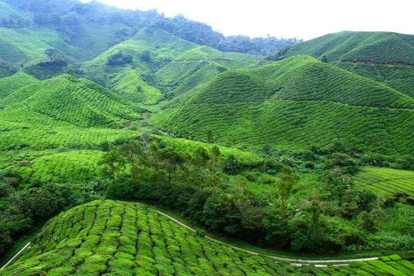 Reiseziel Asien Indonesien, Java Teeplantage Reiseziel Asien Indonesien, Java Teeplantage