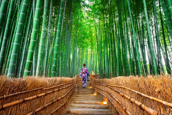 Reiseziel Asien Japan, Kyoto Bambuswald Reiseziel Asien Japan, Kyoto Bambuswald