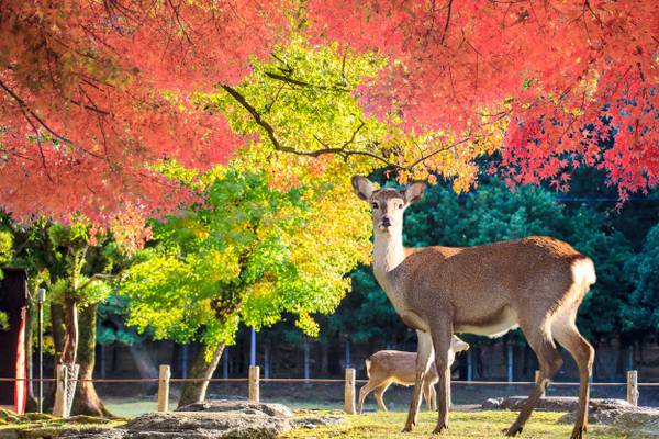 Reiseziel Asien Japan, Rehe im Nara Park Reiseziel Asien Japan, Rehe im Nara Park