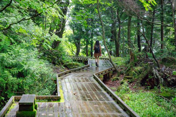 Wald bei Nikko