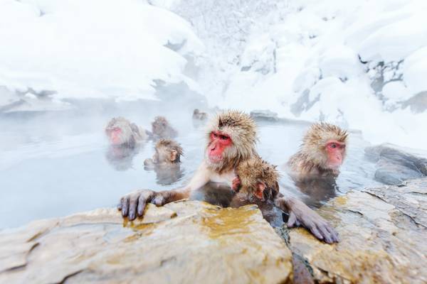 Schneeaffen im Onsen