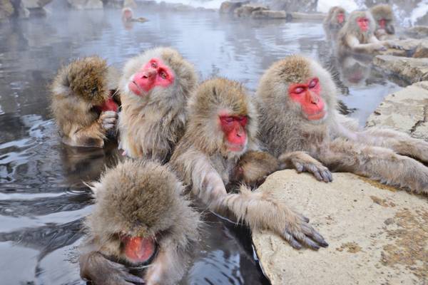 Reiseziel Asien Japan, Affen im Onsen Reiseziel Asien Japan, Affen im Onsen
