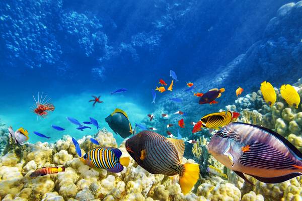 Reiseziel Asien, Malediven Unterwasserwelt Reiseziel Asien, Malediven Unterwasserwelt