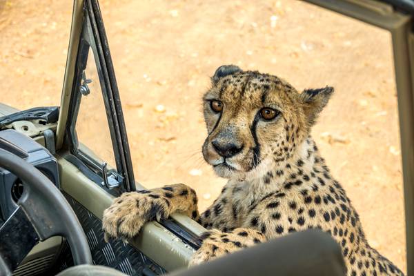 Reiseziel Afrika, Namibia, Gepard Reiseziel Afrika, Namibia, Gepard