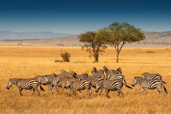 Serengeti Nationalpark