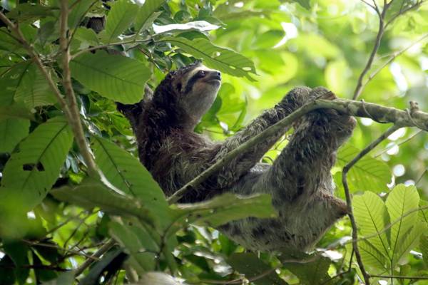 Panama, Sobeneria-Nationalpark, Faultier