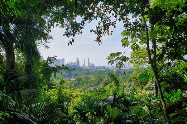 Panama, Panama City, Regenwald
