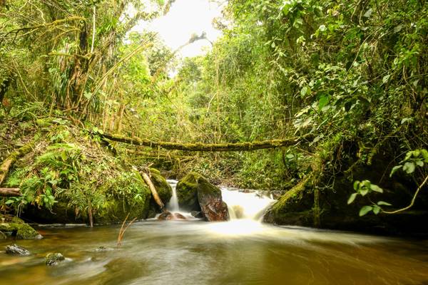 Kolumbien, Cocora-Tal