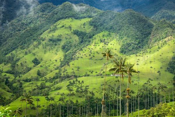 Kolumbien, Cocora-Tal