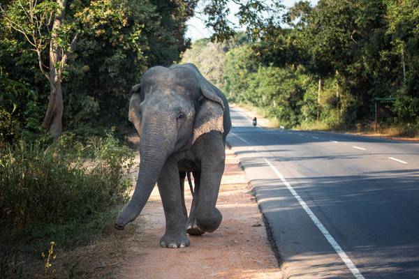 Sri Lanka, Habarana, Elefant