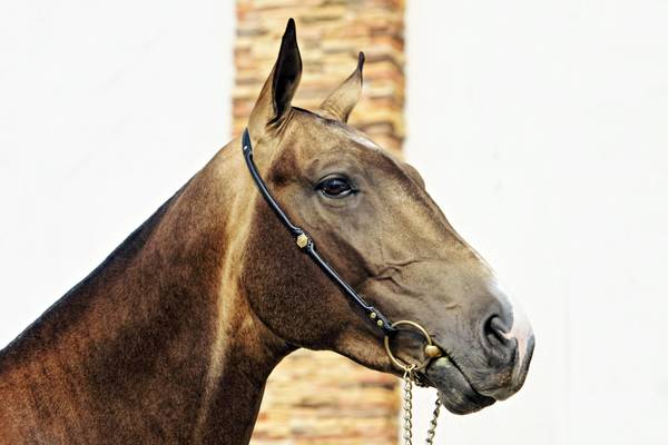 Turkmenistan, stolzer Achal Tekkiner