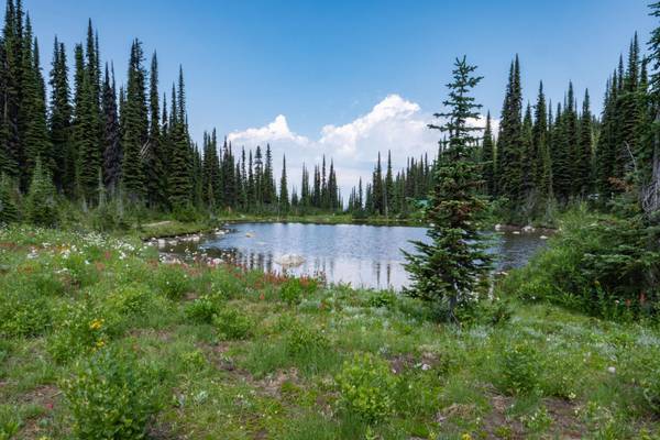 Kanada, Revelstoke Nationalpark