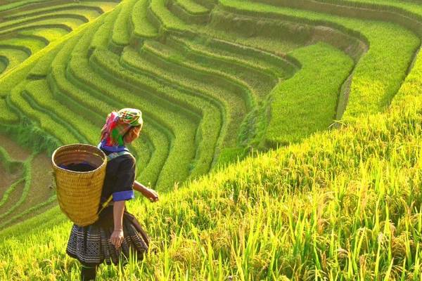 Frau auf Reisfeld in Vietnam