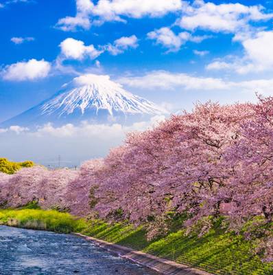 Japan, Mount Fuji, Frühling
