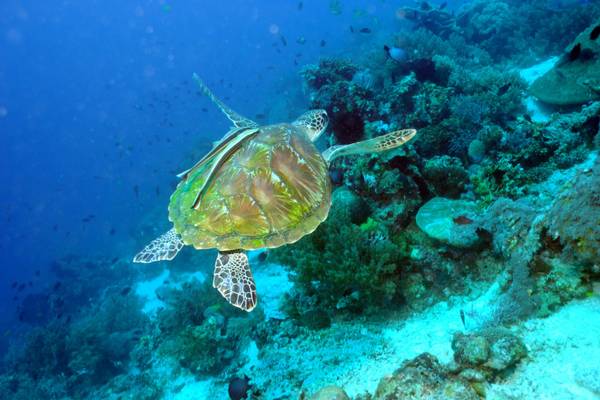 Philippinen, Bohol, Meeresschildkröte