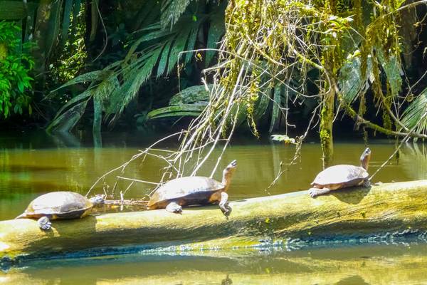 Costa Rica, Tortuguero-Nationalpark, Schildkroeten