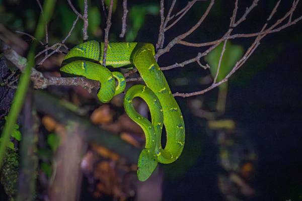 Costa Rica, Monteverde, Viper