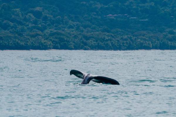 Costa Rica, Monte Ballena Nationalpark, Buckelwal