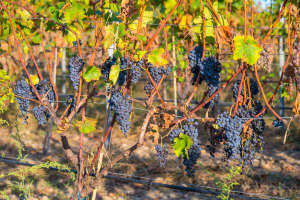 Georgien, Weinberg, Trauben