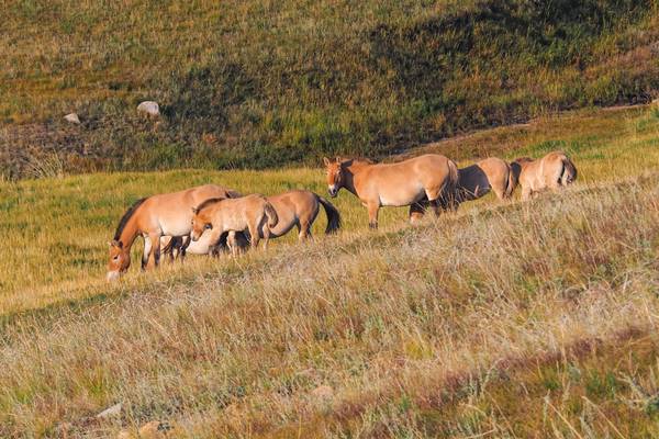 Mongolei, Khustain Nuruu-Nationalpark