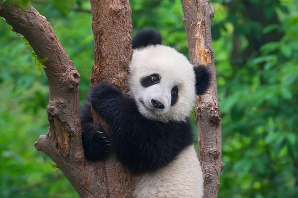 China Panda