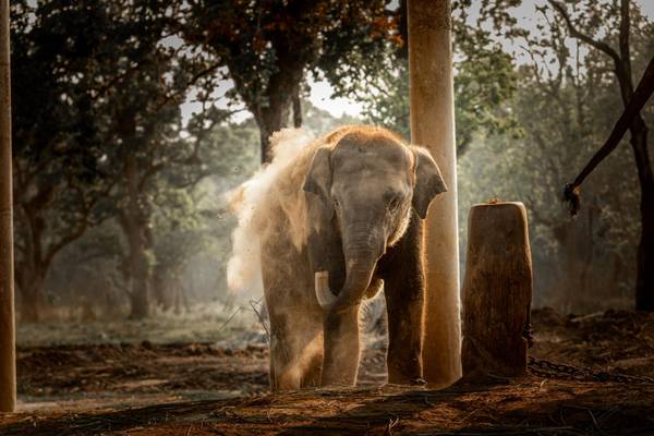 Nepal, Chitwan-Nationalpark, Elefantenkalb