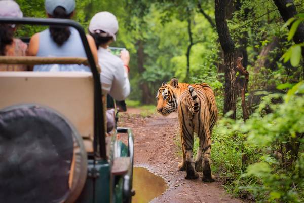 Indien. Tiger im Ranthambhore-Nationalpark