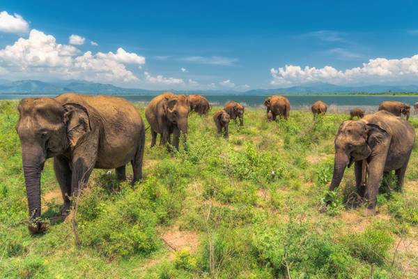 Sri Lanka, Udawalawe National Park, Elefanten