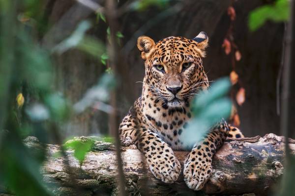 Sri Lanka, Leopard