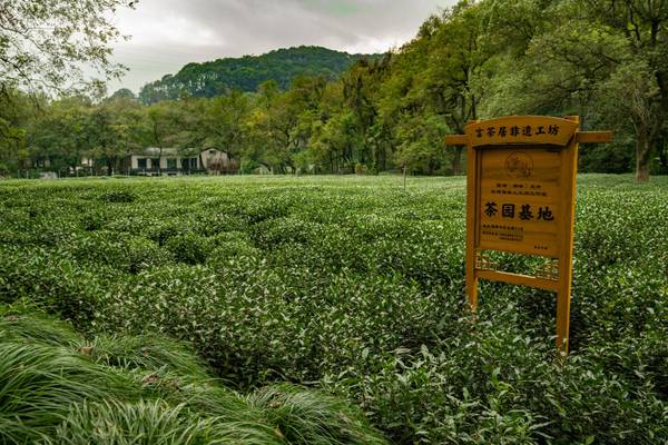 China, Longjing-Teeplantagen