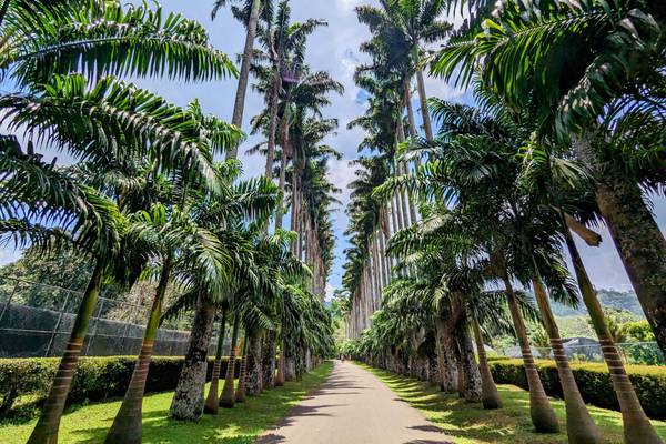 Sri Lanka, Kandy, Botanischer Garten
