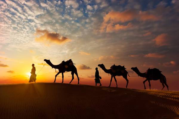 Oman, Wüste, Kamele