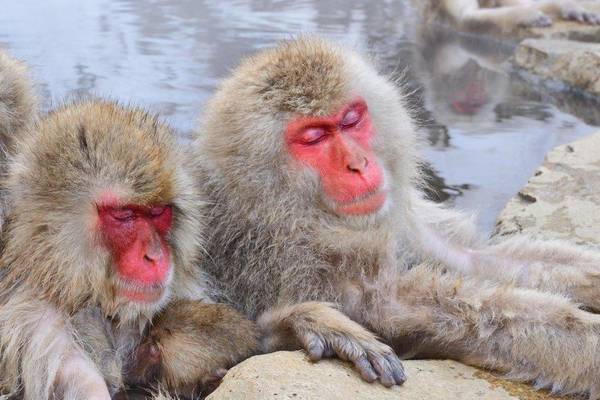 Affen beim Baden in heißen Quellen bei Nagano