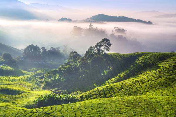 Malaysia, Cameron Highlands, Teeplantage