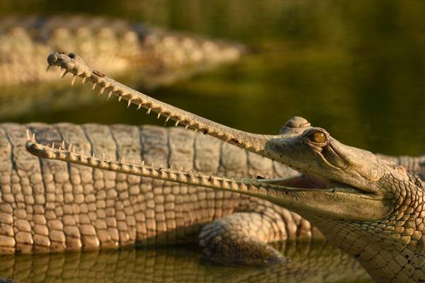 Nepal, Chitwan-Nationalpark, Gharial-Krokodil