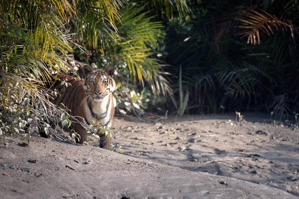 Nepal, Chitwan-Nationalpark, Bengaltiger