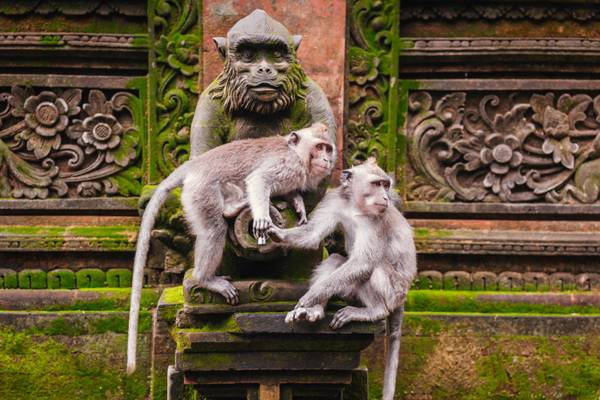 Indonesien, Bali, Ubud, Monkey Forest
