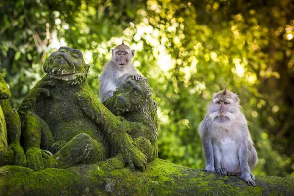 Indonesien, Bali, Monkey Forest