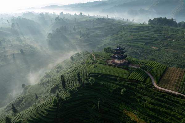 China, Sichuan, Tee-Terrassen