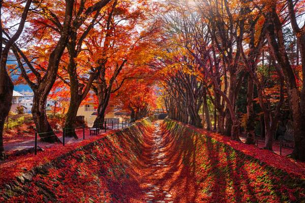 Japan, Herbstlaubfärbung