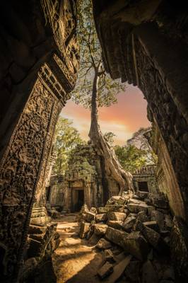 Siem Reap, Ta Prohm